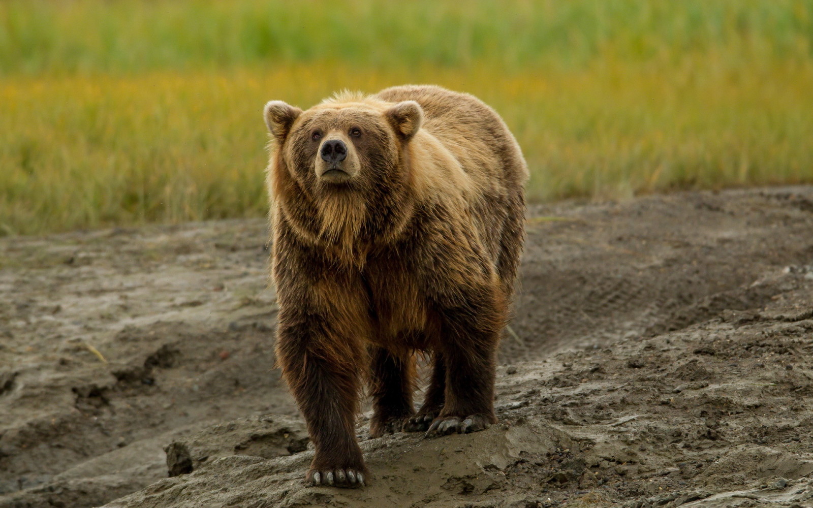 naturaleza, verano, oso