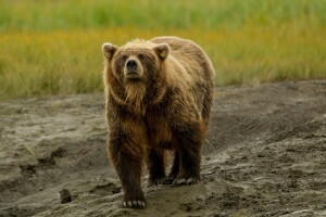 Urso, natureza, verão