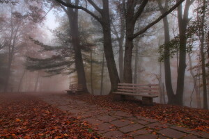 autumn, bench, Park