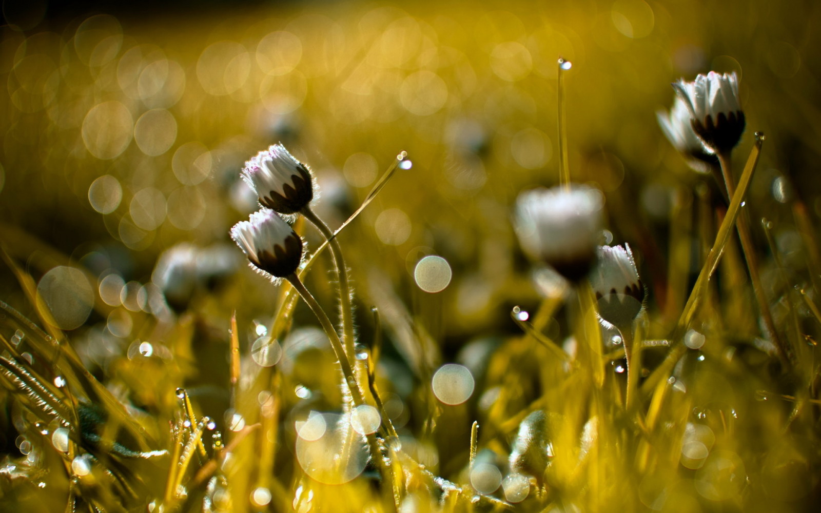 çimen, doğa, arka fon, bokeh