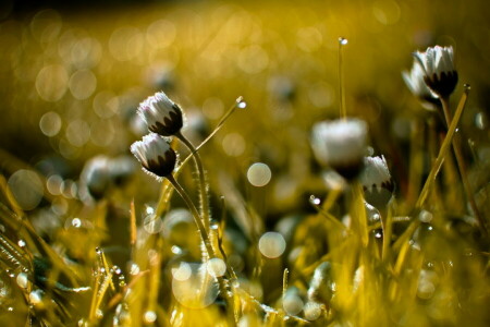 achtergrond, bokeh, gras, natuur