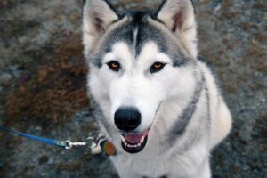 dog, each, eyes, husky, leash