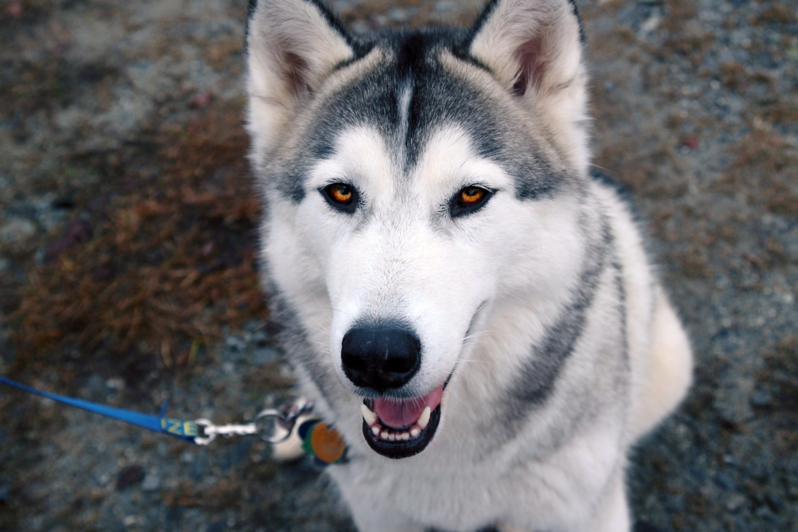 Hund, Augen, jeder, heiser, Leine