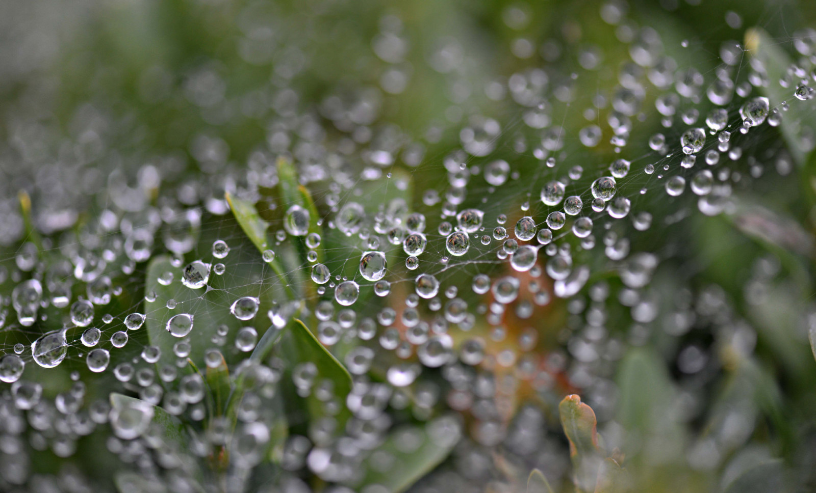 hojas, plantas, gotas, web, Rosa