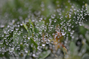 gotas, hojas, plantas, Rosa, web