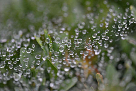 drops, leaves, plants, Rosa, web