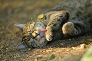 chat, Giovanni Zacche, photographe, rayé, lavages