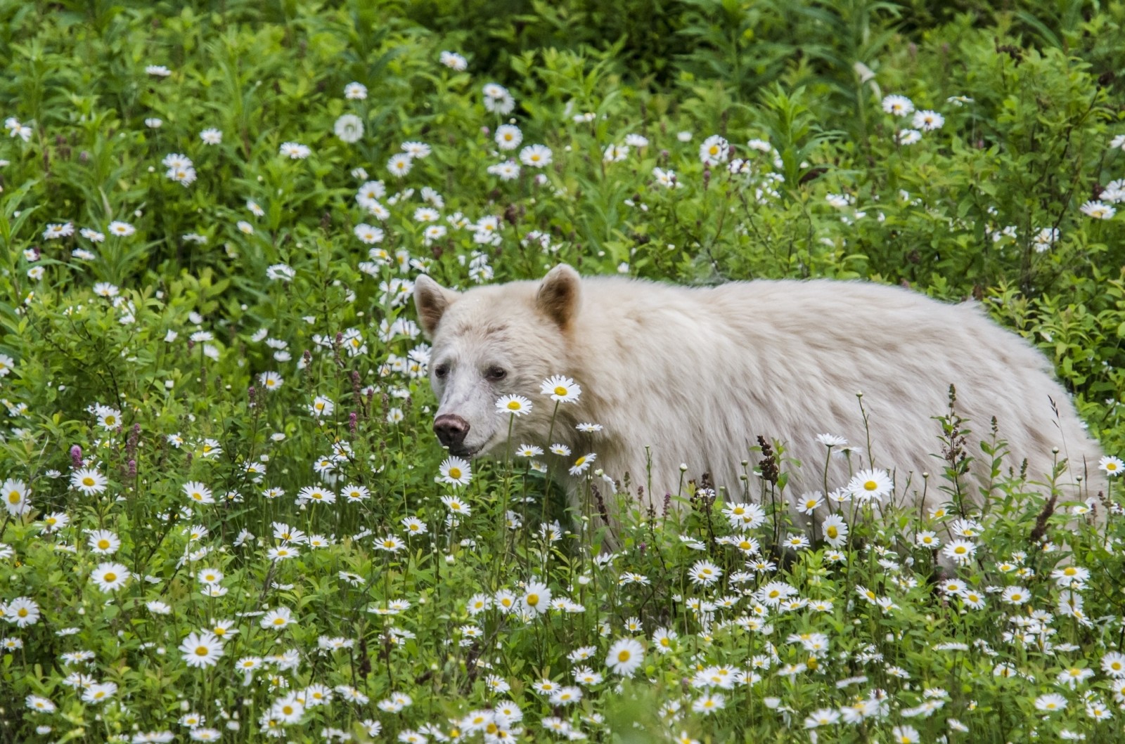 fiori, camomilla, il Kermode, orso chermozsky