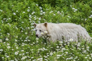 heřmánek, chermozsky bear, květiny, Kermode