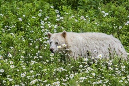 kamomilla, chermozsky karhu, kukat, Kermode