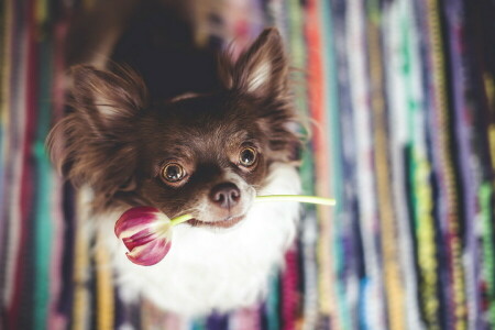 Hund, jeder, Tulpe