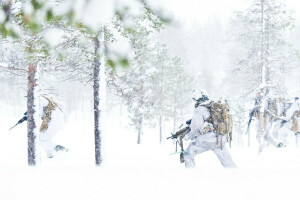 Army, Soldater, våpen