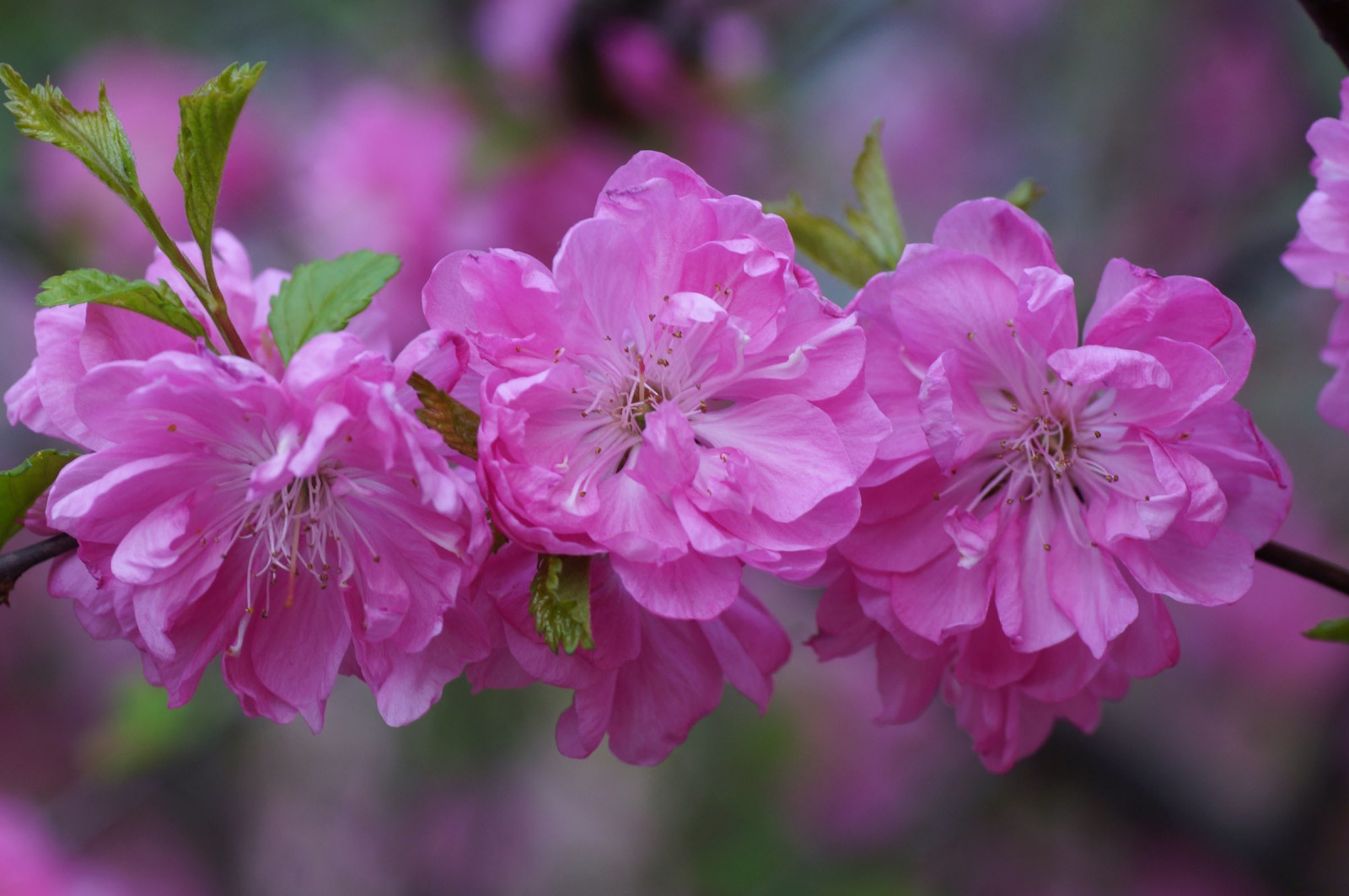 rosa, fiori, ciliegia, ramo, petali, mini cuffie, Sakura