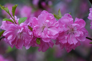 ramo, brotos, cereja, flores, pétalas, Rosa, Sakura