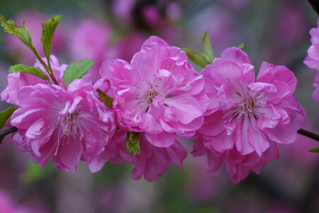 Ast, Knospen, Kirsche, Blumen, Blütenblätter, Rosa, Sakura