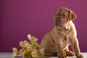 Dogue de Bordeaux, fiori, cucciolo