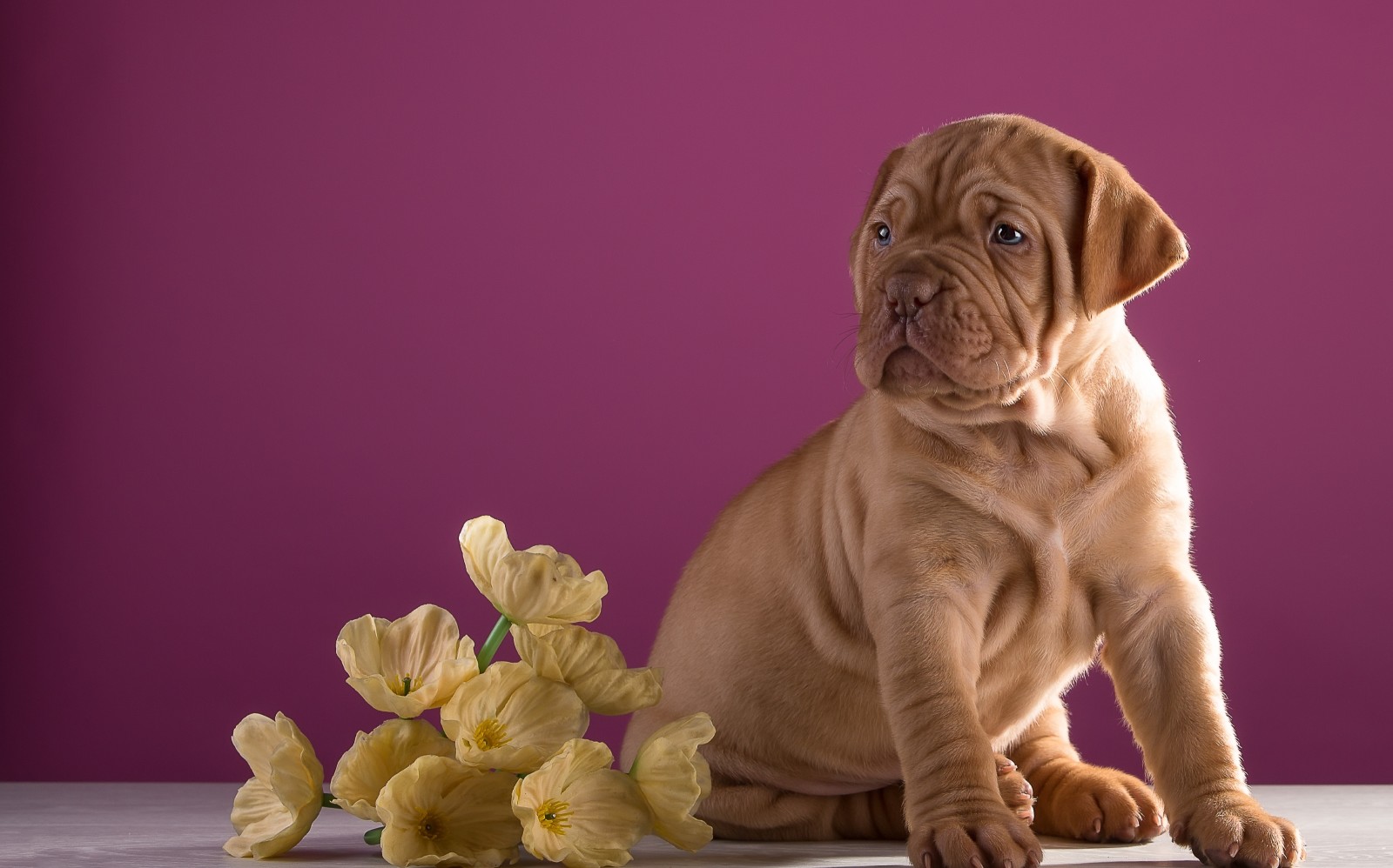 hundehvalp, blomster, Dogue de Bordeaux