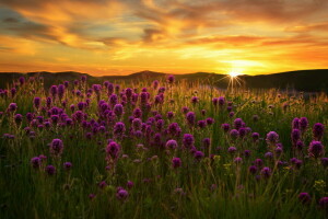 felt, blomster, solnedgang