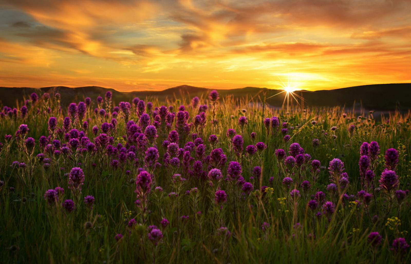 pôr do sol, campo, flores