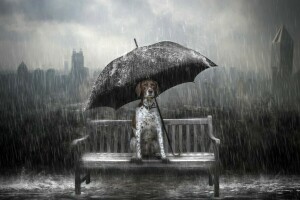 banc, chien, pluie, parapluie