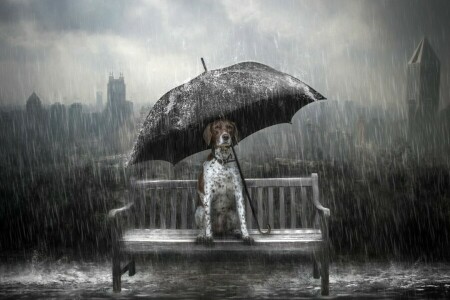 bench, dog, rain, umbrella