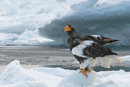 pájaro, halcón, hishnik, nieve, Águila marina de Steller, agua