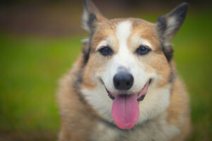 Hund, jeder, Sprache