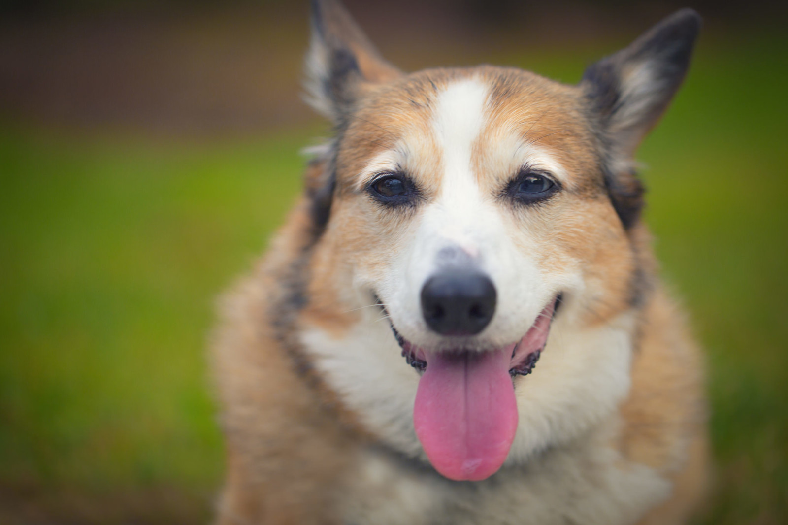 cachorro, língua, cada