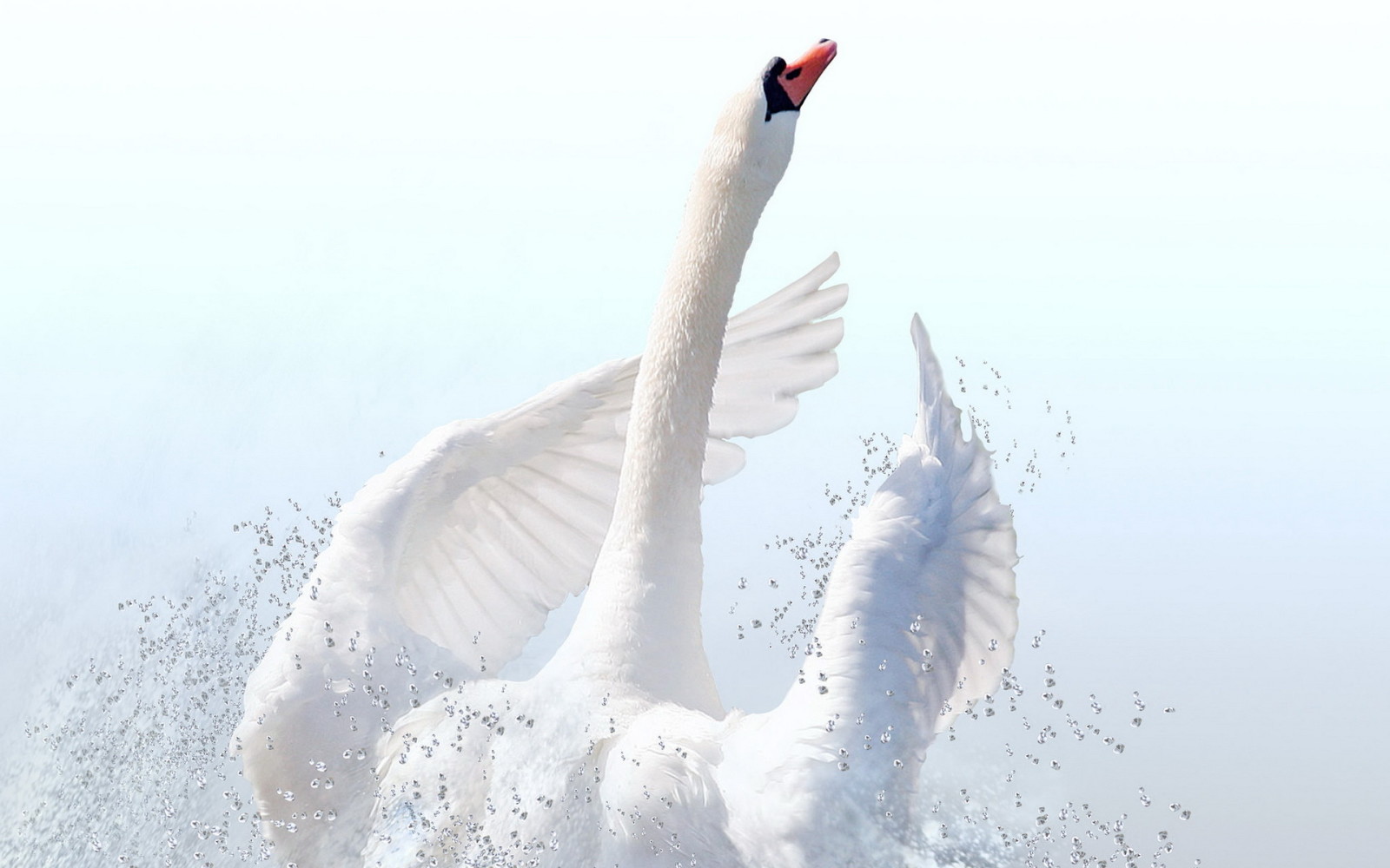 la nature, oiseau, cygne