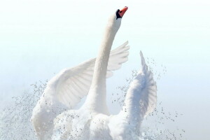 bird, nature, swan