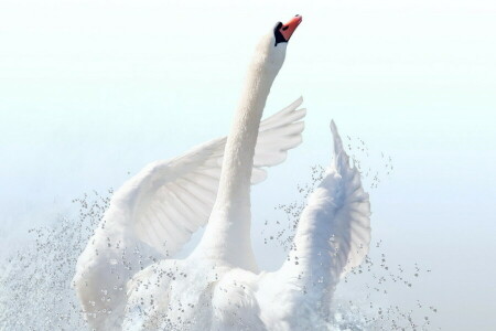 uccello, natura, cigno