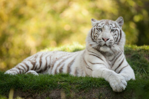 macska, fű, fehér tigris