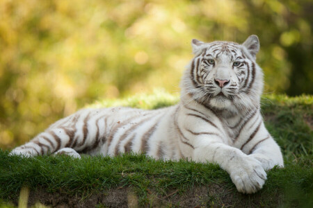 gatto, erba, tigre bianca