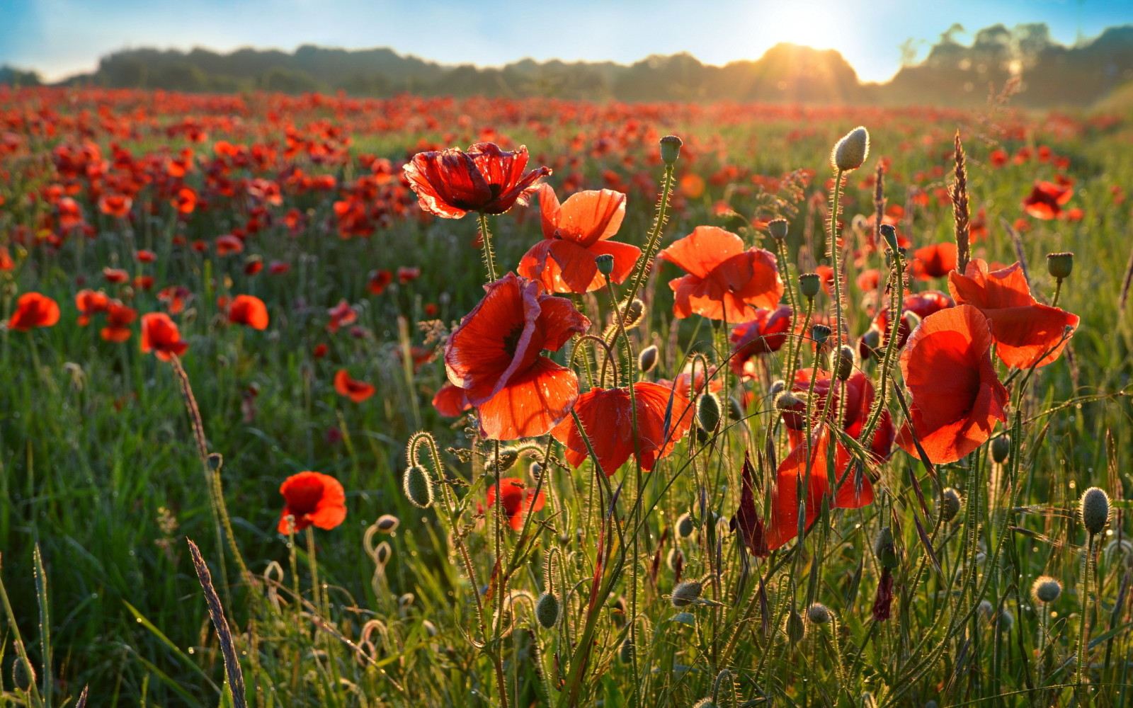 natura, campo, mattina, Maki