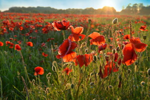 field, Maki, morning, nature