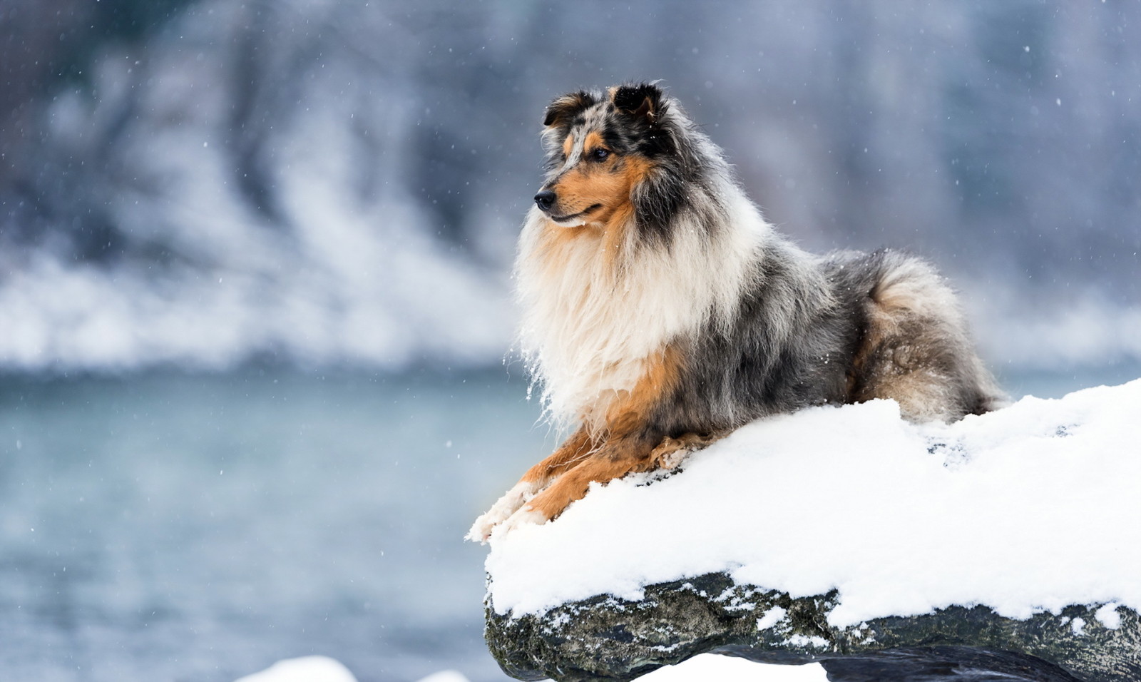 nieve, Mira, perro, invierno, cada