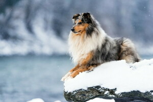 chien, chaque, Regardez, neige, hiver