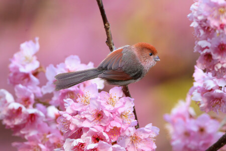 le bec, oiseau, branche, fleurs, Jardin, printemps, queue