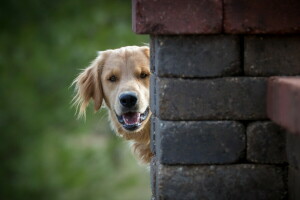 cane, ogni, Guarda