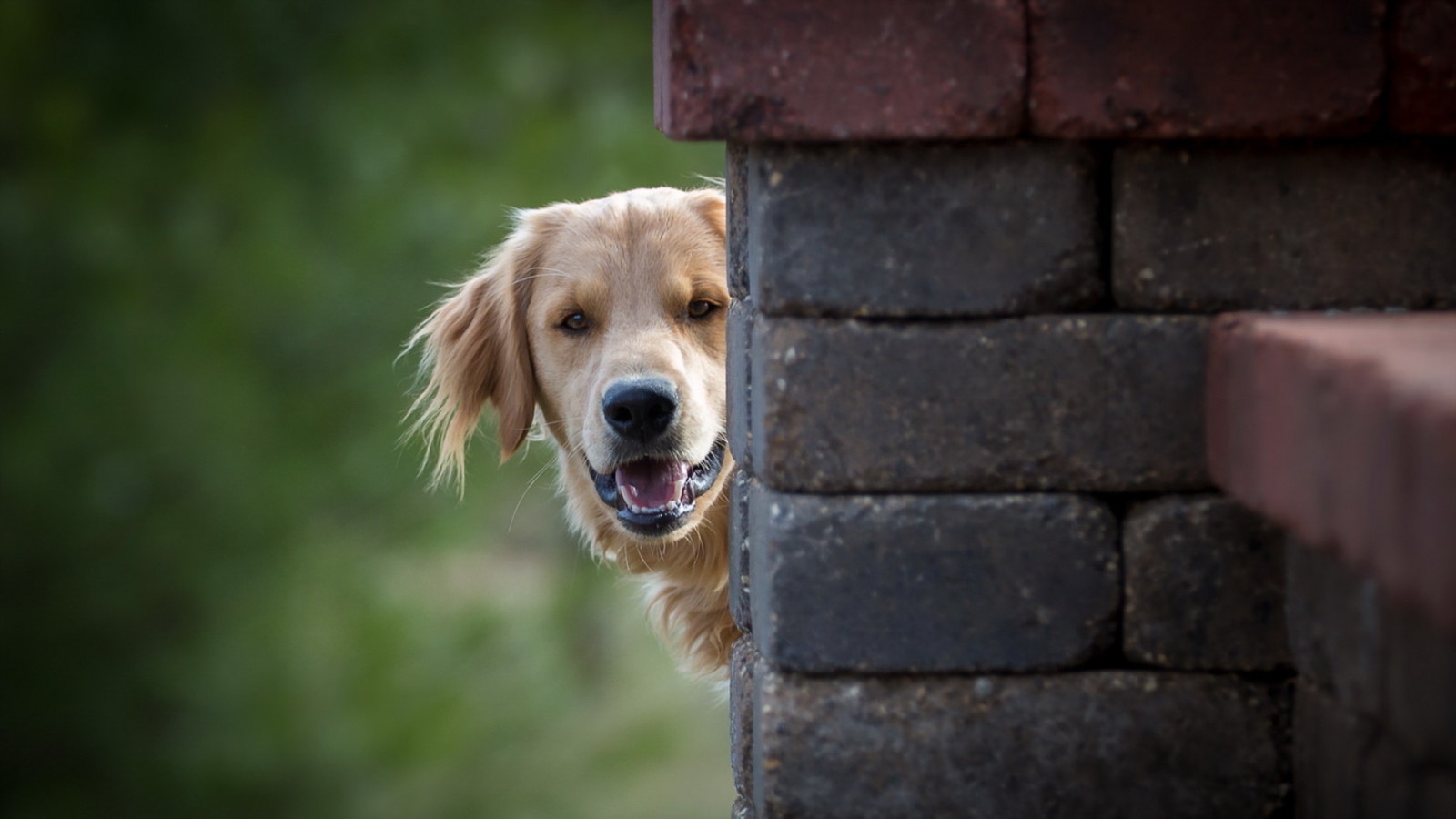 Regardez, chien, chaque