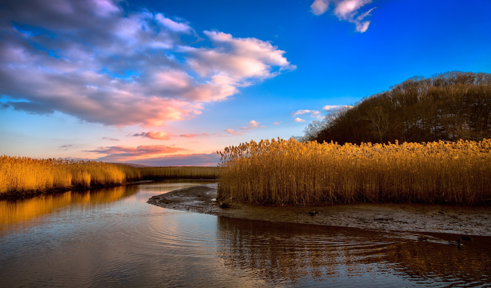 natuur, rivier-, riet