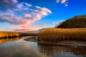 Natur, Schilf, Fluss