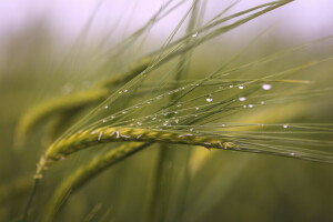 despues de la lluvia, gotas, campo, macro, espiguillas