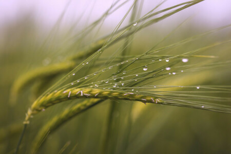 după ploaie, picături, camp, macro, spikelets