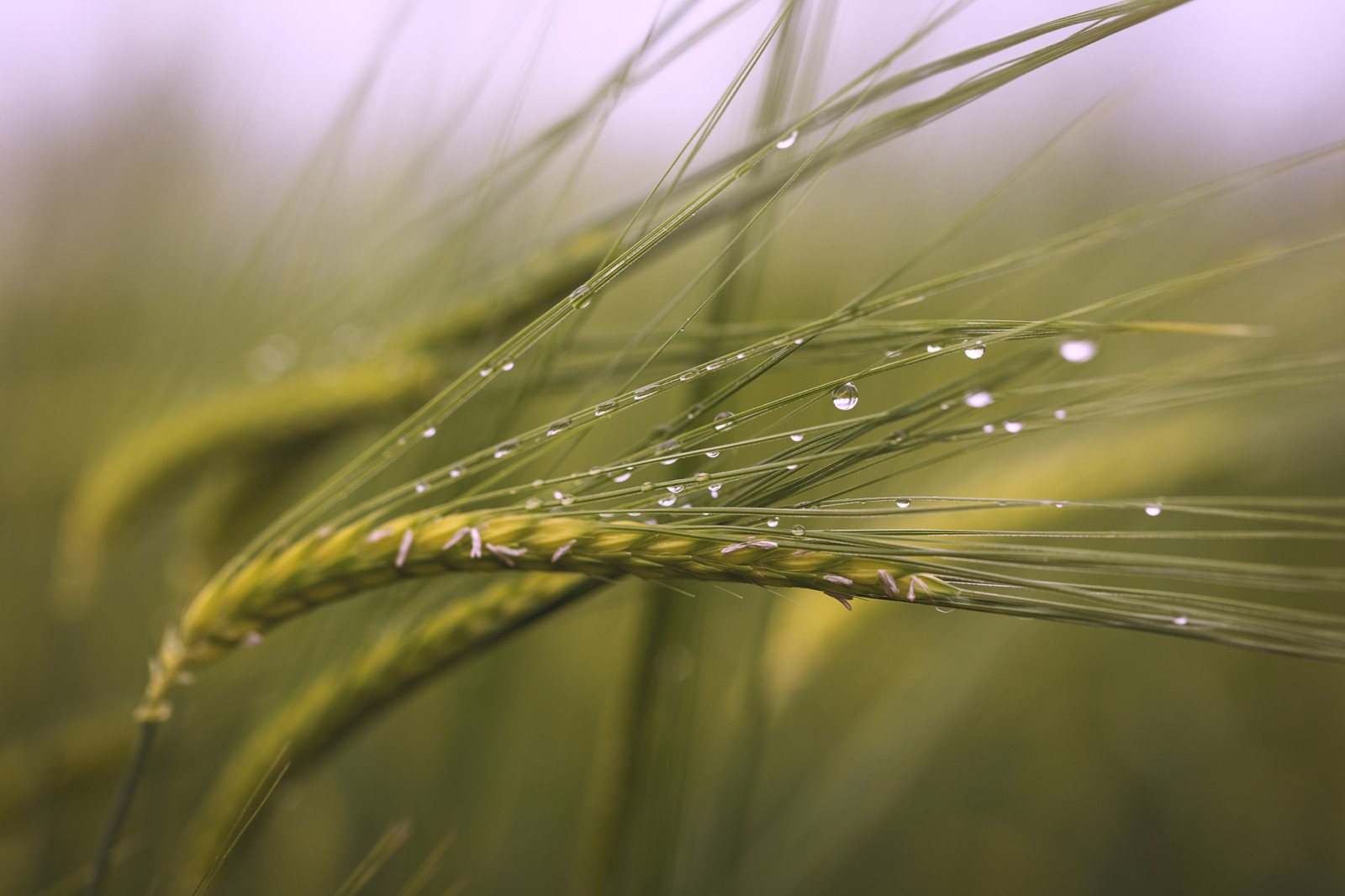 makro, fält, droppar, spikelets, efter regnet