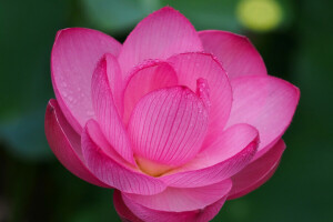 Lotus, macro, petale