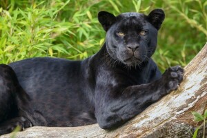 Pantera negra, Jaguar, Mira, depredador, gato salvaje