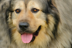 Hund, Gesicht, aussehen