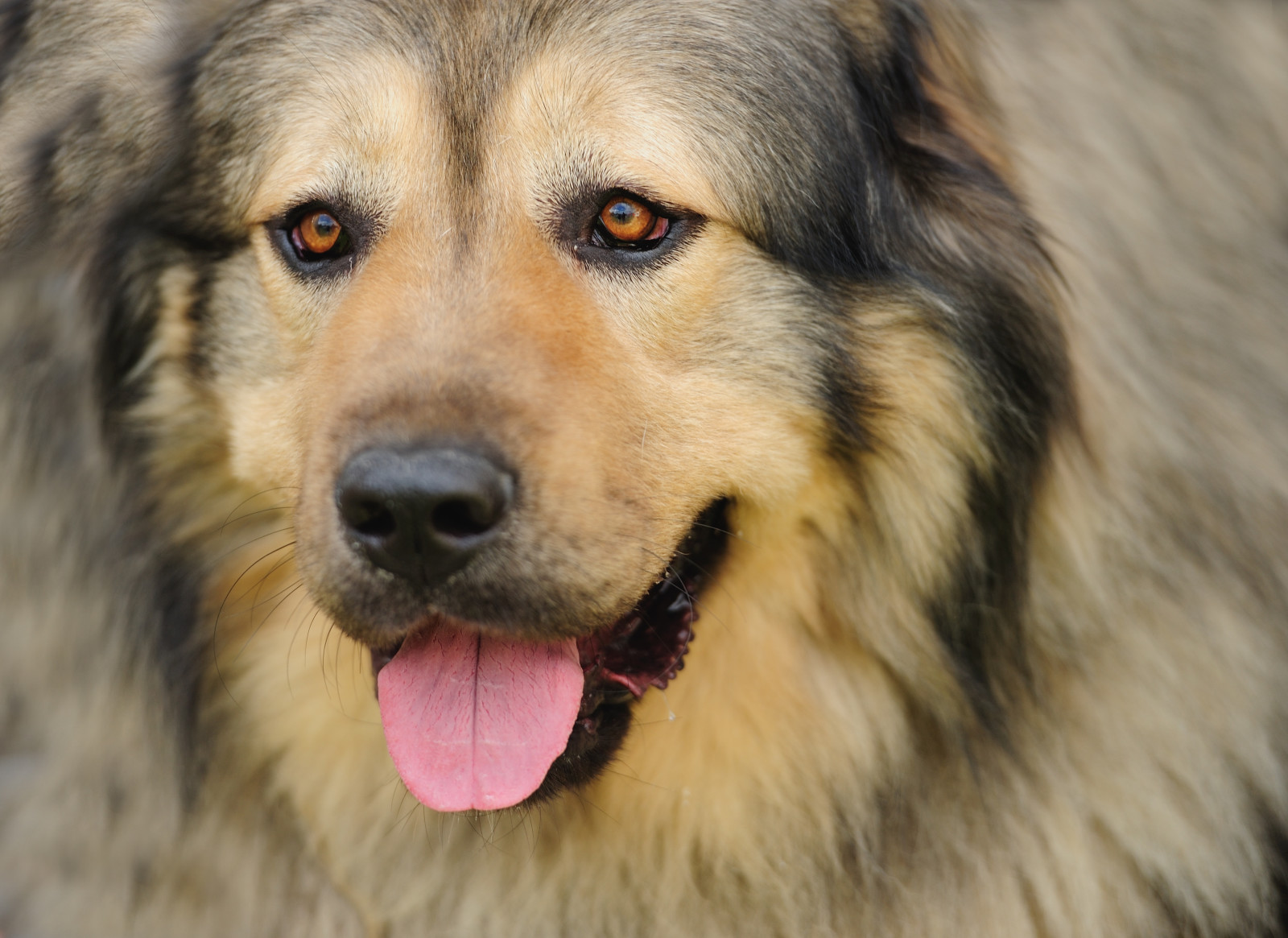 aussehen, Hund, Gesicht