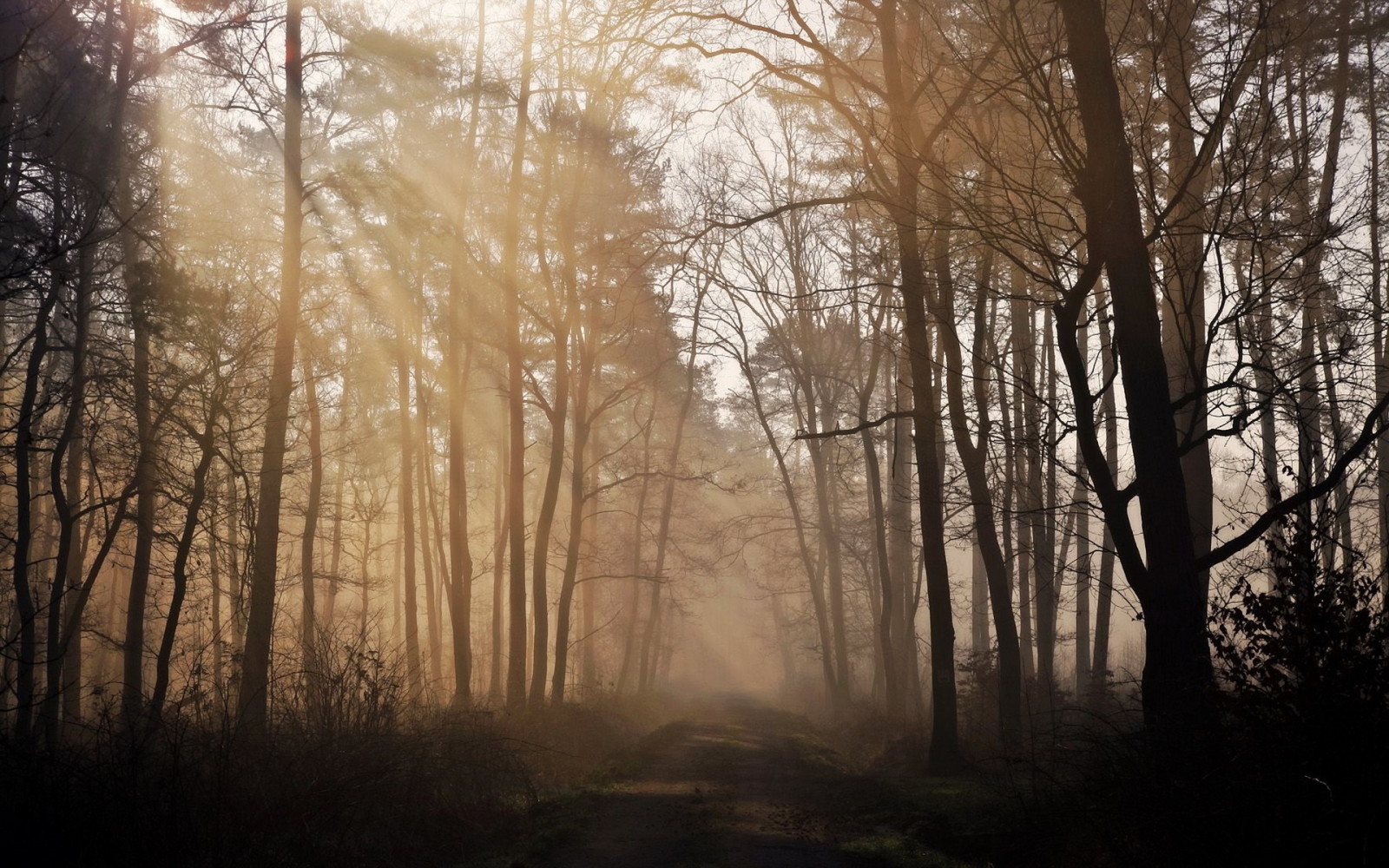 foresta, natura, strada, mattina